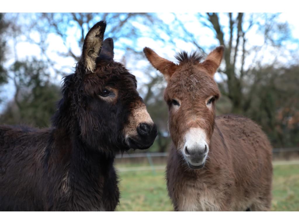 Two donkeys from Miller's Ark Animals
